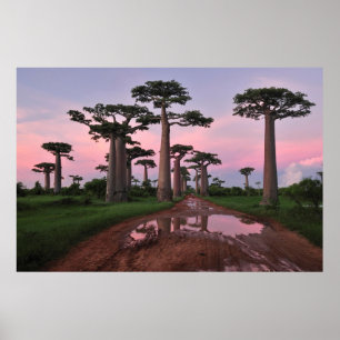 Grandidier Baobab Forest  Poster