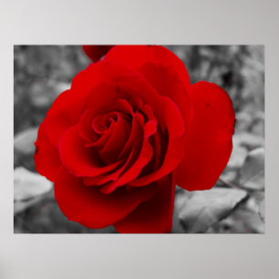 Grandmother's Rose Poster