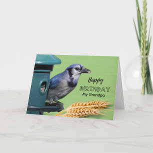 Grandpa Birthday with Blue Jay at Feeder Wheat Card