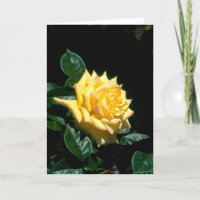 Grandpa Dickson hybrid tea rose