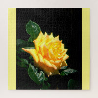 Grandpa Dickson yellow rose