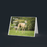 *GRANDSON'S BIRTHDAY* HOPE YOU ARE "HAPPY" CARD<br><div class="desc">THANKS FOR STOPPING BY ONE OF MY EIGHT STORES!</div>