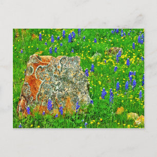 Granite and Wildflowers on Willow City Loop Postcard