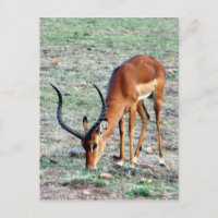 grant gazelle loner