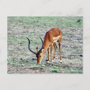 grant gazelle postcard