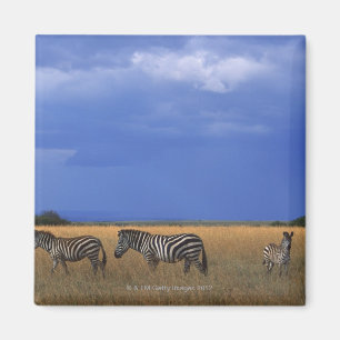 Grant Zebra 2 Magnet