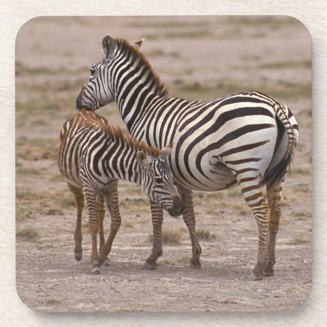 Grant Zebra 3 Coaster (Front)