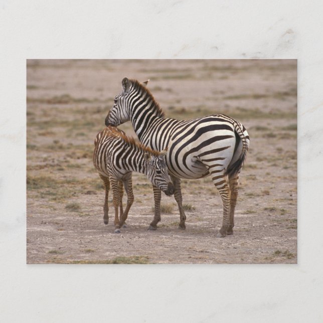 Grant Zebra 3 Postcard (Front)