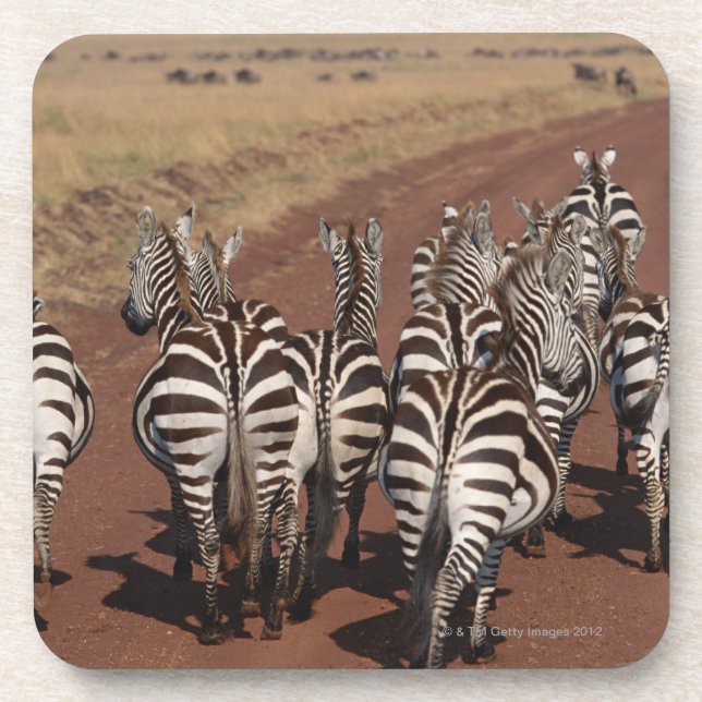 Grant Zebra 4 Coaster (Front)