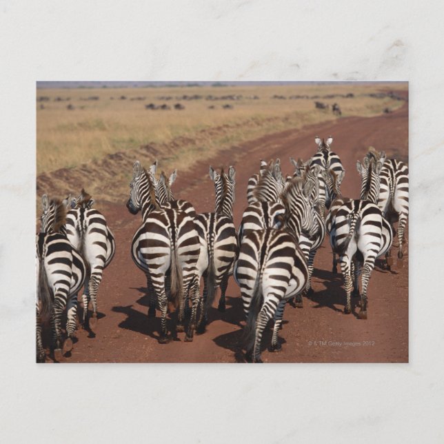 Grant Zebra 4 Postcard (Front)