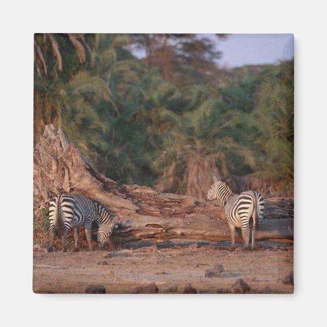 Grant Zebra 5 Magnet (Front)