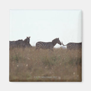 Grant Zebra 7 Magnet