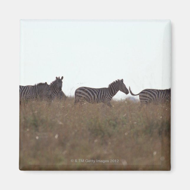 Grant Zebra 7 Magnet (Front)
