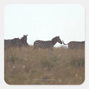 Grant Zebra 7 Square Sticker