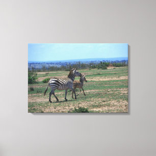Grant Zebra Canvas Print