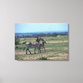 Grant Zebra Canvas Print