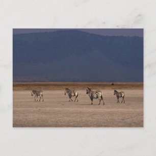 Grant Zebra Postcard