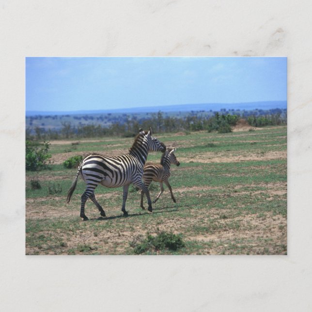 Grant Zebra Postcard (Front)
