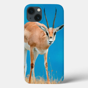 Grant's Gazelle (Gazella Granti) Ewe Portrait iPhone 13 Case