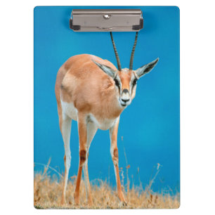 Grant's Gazelle (Gazella Granti) Ewe Portrait Clipboard