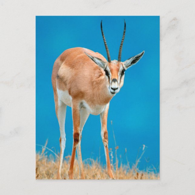 Grant's Gazelle (Gazella Granti) Ewe Portrait Postcard (Front)