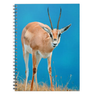 Grant's Gazelle (Gazella Granti) Ewe Portrait Spiral Notebook