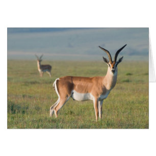 Grant's Gazelle, Ngorongoro Crater, Ngorongoro