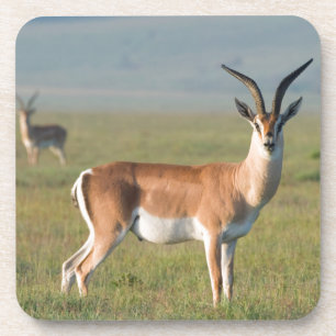Grant's Gazelle, Ngorongoro Crater, Ngorongoro Coaster