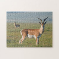 Grant's Gazelle, Ngorongoro Crater, Ngorongoro