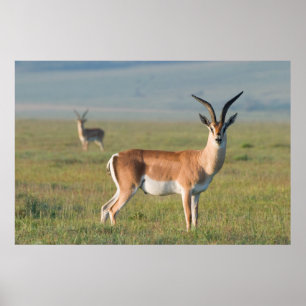 Grant's Gazelle, Ngorongoro Crater, Ngorongoro Poster