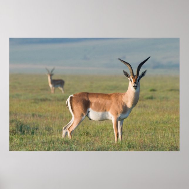 Grant's Gazelle, Ngorongoro Crater, Ngorongoro Poster (Front)