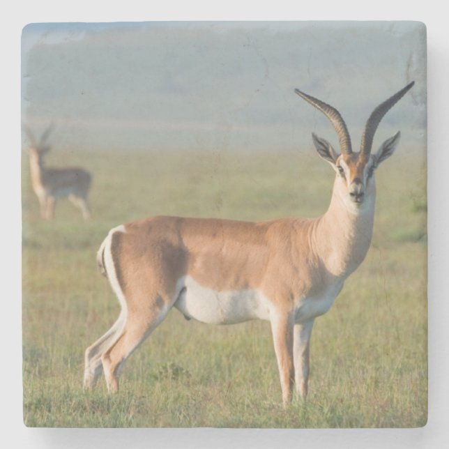 Grant's Gazelle, Ngorongoro Crater, Ngorongoro Stone Coaster (Front)