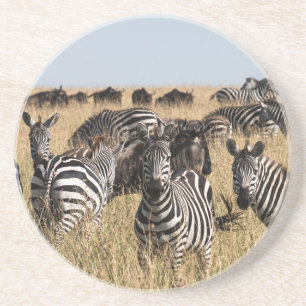 Grant's Zebra Coaster