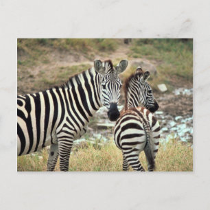 Grant's Zebra Postcard