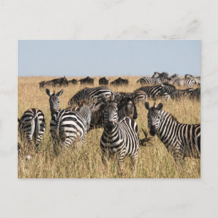 Grant's Zebra Postcard