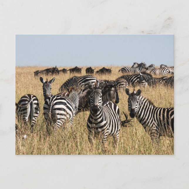 Grant's Zebra Postcard (Front)