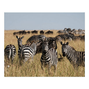 Grant's Zebra Poster