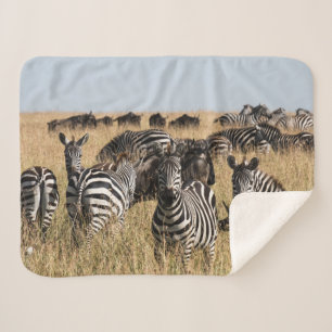 Grant's Zebra Sherpa Blanket