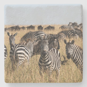 Grant's Zebra Stone Coaster
