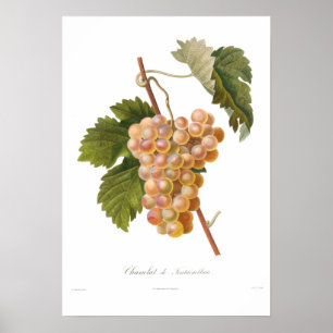 Grape,Chasselat de Fontainebleau Poster