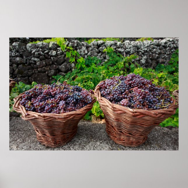 Grape harvest poster (Front)