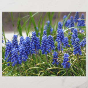Grape Hyacinth