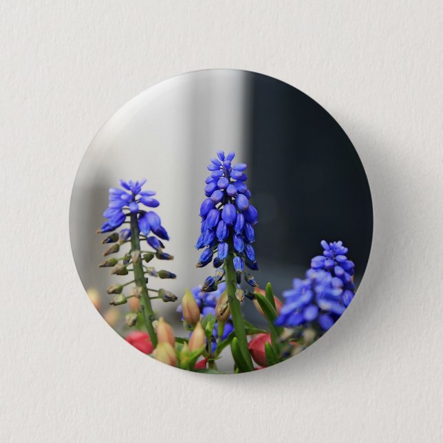 grape hyacinth 6 cm round badge (Front)