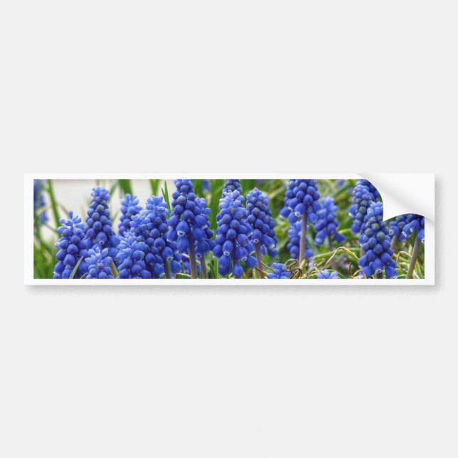 Grape Hyacinth Bumper Sticker (Front)