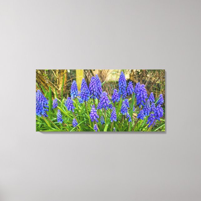 Grape Hyacinth  Canvas Print (Front)