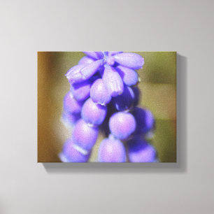 Grape Hyacinth Canvas Print