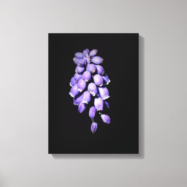 Grape Hyacinth Floral  Canvas Print (Front)