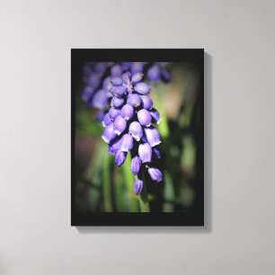 Grape Hyacinth Floral  Canvas Print