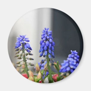 grape hyacinth magnet