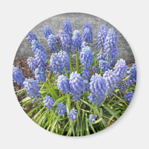 Grape Hyacinth Magnet